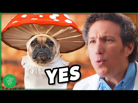 The 3 Best Superfoods for Your Dog | Ultimate Pet Vet