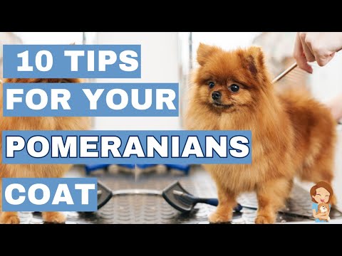 Top 10 Must-Know Pomeranian Coat Care Tips : Shiny & Fluffy Coats