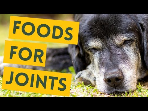 Best natural foods for dog's joints