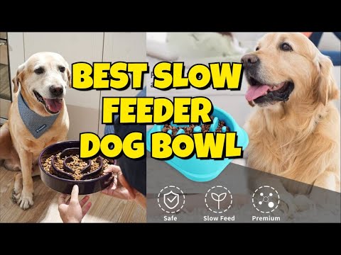 🐾 Best Slow Feeder Bowls for Dogs | Top 5 Picks to Stop Fast Eating 🐶✨