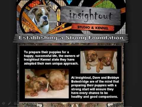 Insightout Kennel - Establishing a Strong Foundation for Their Dogs