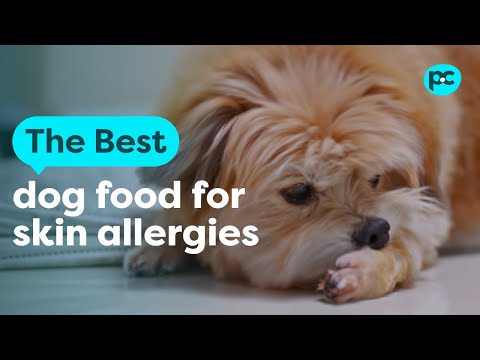 The best #dog food for skin allergies | PET CIRCLE